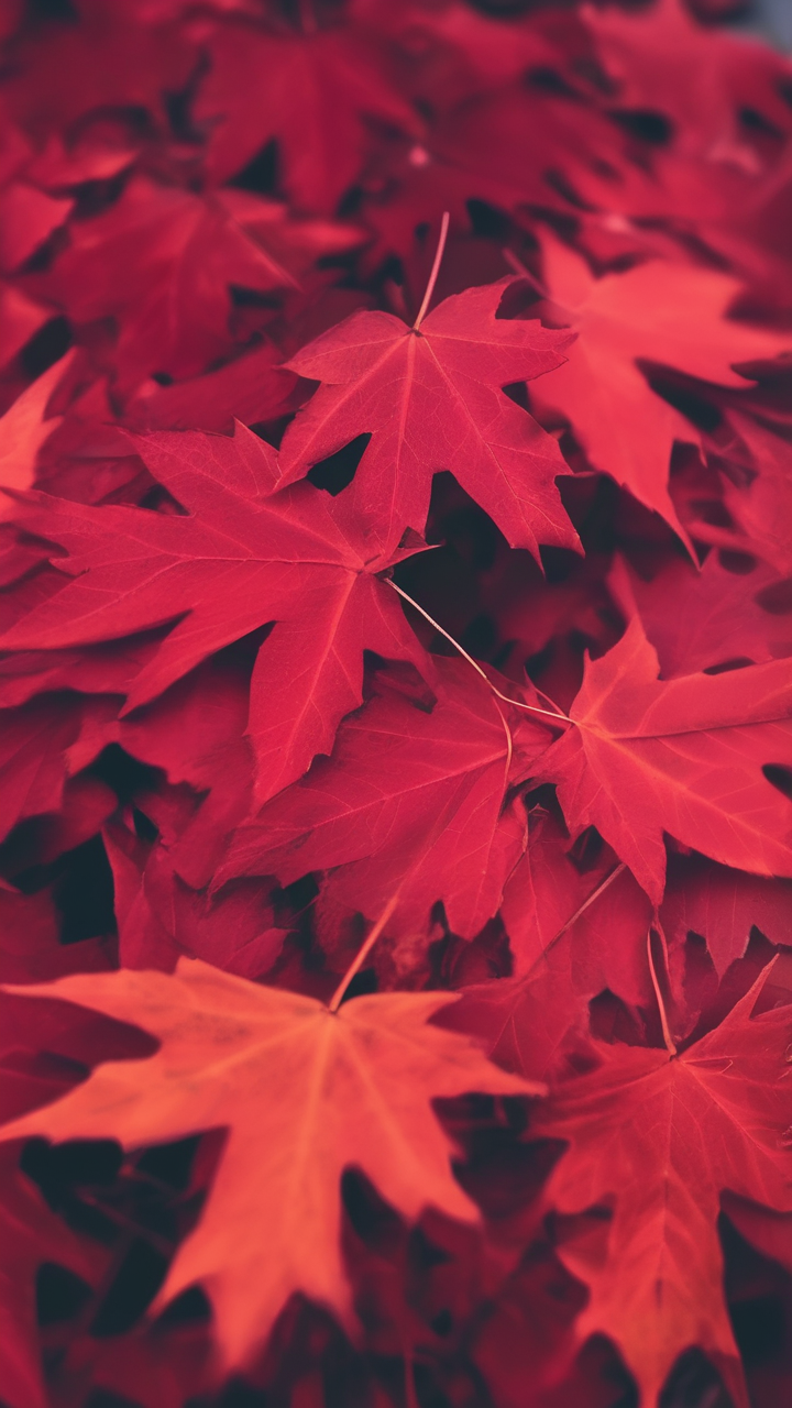 Autumn red maple close-up wallpaper